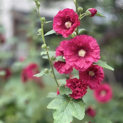 semillas de malva real - malvas reales Decoración orgánica balcón malva loca trepadoras, de jardín rocas semillas balcón resistentes en 350semillas