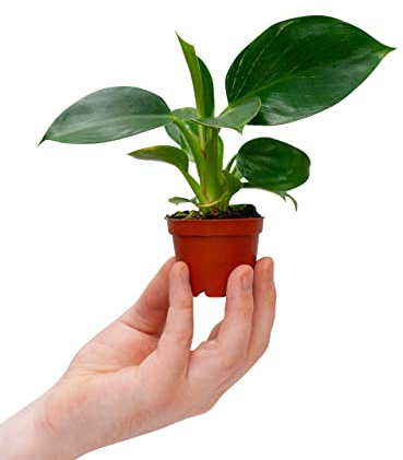 PLNTS - Baby Philodendron Birkin - Zimmerpflanzen, Pflanzen Echt, Nachhaltige Verpackung - 6cm Topf - Höhe 15cm - Direkt von der Gärtnerei