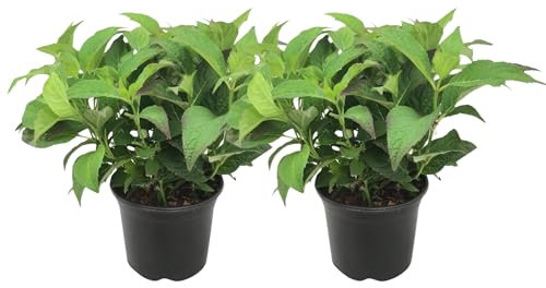 Plant in a Box - Ortensia hydrangea serrata 'Bagliore estivo' - Set di 2 - Arbusto o pianta da vaso di ortensia - Sempreverde e resistente - Vaso 19cm - Altezza 25-40cm