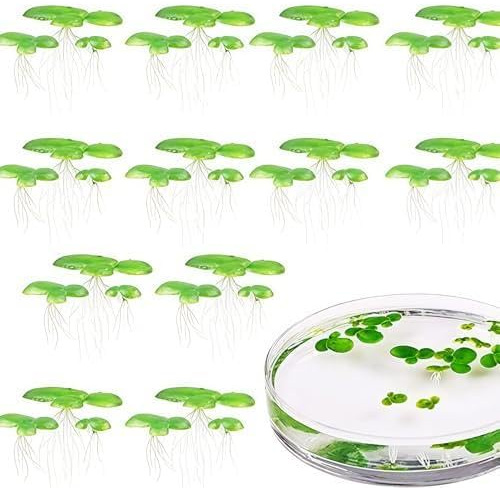 ZLKRHAK 2 confezioni da 36 pezzi totali di lenticchie acquatiche, mini stagno, piante galleggianti, piante da nuoto
