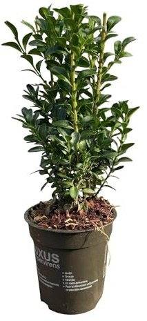 Bosso comune Buxus sempervirens - Sempervirens siepi sempreverdi - 8 piante - 1 m - 9 cm altezza 20-25 cm - verde - facile da pulire