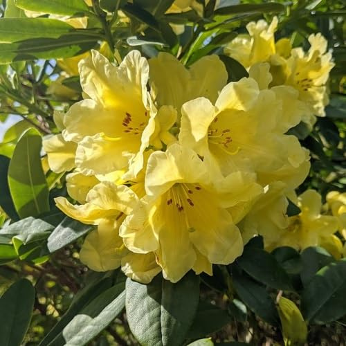 Graines de fleurs de rhododendron 100 pièces jaunes