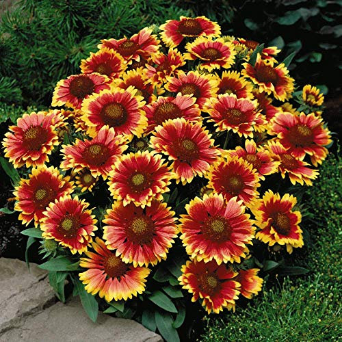 Gaillardia aristata ‘Arizona Sun’ Hardy Perennial Drought Resistant Blanket Flower 1 Litre Potted Plant
