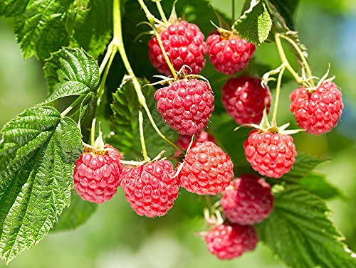 Raspberry Plants, 'Polka', 1 x Full Plant in a 2 Litre Pot, Fruit Plants, Raspberries, Garden Fruit, Garden Ready and Ready to Plant, Premium Quality Raspberries
