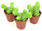 Sedum Burrito - Pack 3 Unidades de Plantas Vivas - Plantas Suculentas Naturales Sedum Morganianum