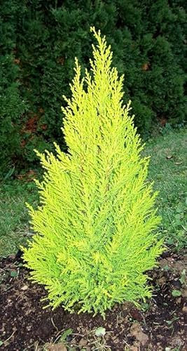 1 X Dwarf Conifer, Lemon Scent, Cupressus Macrocarpa, Cypress Wilma, Goldcrest Wilma 2ltr