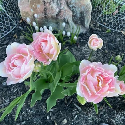 tulpenzwiebeln kaufen, blumenzwiebeln tulpen - pflanzen für sonnige plätze, gartenblumen tulpenzwiebel wildtulpen zwiebeln, winterharte pflanzen für garten, balkonblumen blumen 5pcs