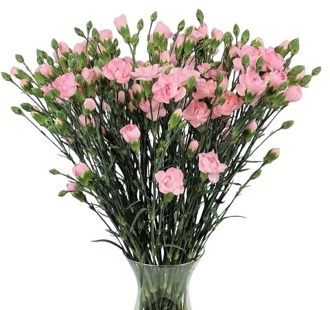 Ramo de Claveles Rosa DECOALIVE Bouquet de 50 Flores Rosas Frescas y Naturales