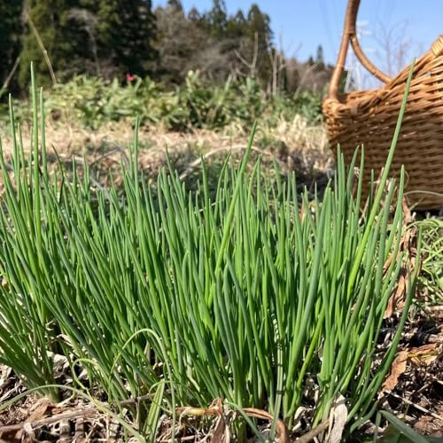 Aglio Orsino cucina giardino medicinali aglio selvatico semi perenni resistente balcone 80pcs