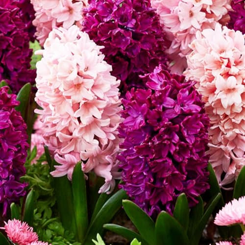 Purple and Pink Mix (15 pièces), Collection Jacinthes parfumées, 3 variétés/couleurs, vivaces, rustiques Mélange de bulbes de Hollande pour le jardin, pot, verre (gros bulbes, pas de graines)