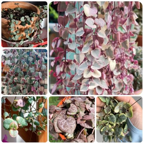 leuchterblume ceropegia woodii samen gartenpflanzen lianen dekoration dschungel leuchterblume kaufen pflanzen für draußen winterhart green wall, pflanzen deko vine seltene pflanzen, 40pcs