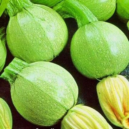 Courgette Tondo `Chiaro Di Nizza` - 20 Seeds + freebie + Plant tag (Cucurbita Pepo)