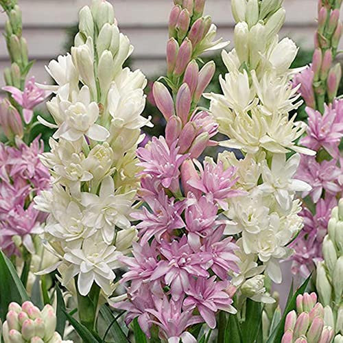 Piantare bulbi di tuberosa perenni rari per decorare il giardino-7Bulbis,D