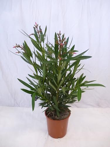 [Palmenlager] - Oleander 80/90 cm Pink - Strauch - Nerium oleander - mediterrane Pflanze