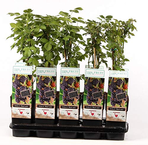 Brombeere 'Black Satin' - Rubus fruticosus, 60-70 cm, Dornenlos & Ertragreich, Süße Früchte für Garten & Terrasse, Pflegeleicht