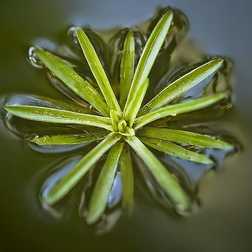 Lincolnshire Pond Plants Ltd Water Soldier, Stratiotes aloides, Garden Pond, Frost-Hardy