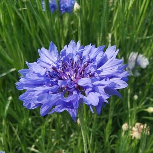 semi di fiordaliso resistente - giardino di aiuole rialzate 100pcs
