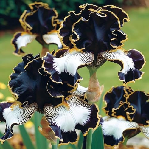 Rizomi di Iris Resistenti al Freddo e Siccità | Per Giardini e Balconi | Regali Festivi-4bulbi-f