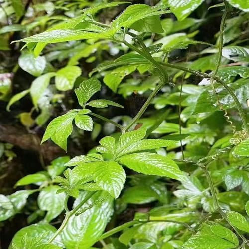 200 pcs jiaogulan pflanzen samen deko wohnzimmer modern heilkräuter pflanztopf dachbegrünung deko pflanzen grüne zimmerpflanzen dekopflanzen kräuter saatgut alte sorten kräuter pflanzen