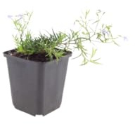 Phlox Subulata Tapizante para Rocalla, Azul, Set de 6, 10-25cm, Ø9cm