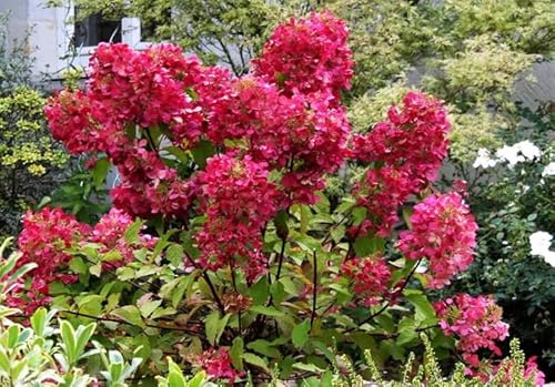 Hydrangea paniculata 'Wim's Red' in 9cm Pot - Ready to Plant - Rich Wine Red Flowers in Autumn (1 Plant)
