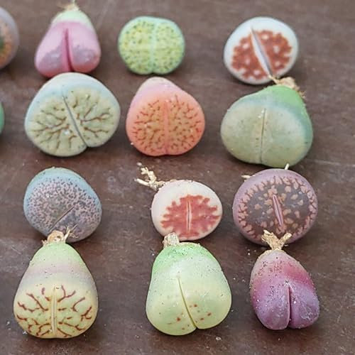 Plantas Baby Lithops - Sunnyplants, Mezcla de plantas Lithops, Lithops raros, Plantas Lithops, Suculentas de piedra viva, Piedras vivas, Mini plantas Lithops (10)