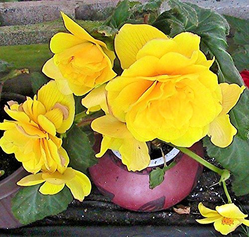 Jaune bégonia tubéreux Graines Hanging panier Plante