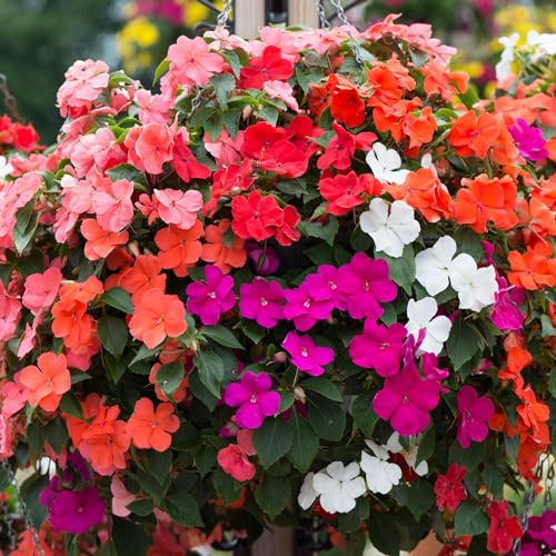 Perfect Plants - Busy Lizzie Plants Mixed Colours - 6 Pack Bedding Plants - Garden Ready Plants Impatiens