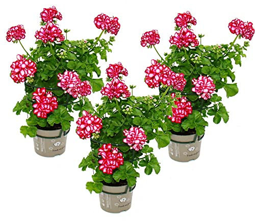 Geranien hängend - Pelargonium peltatum - 12cm Topf - Set mit 3 Pflanzen - zweifarbig rot-weiß
