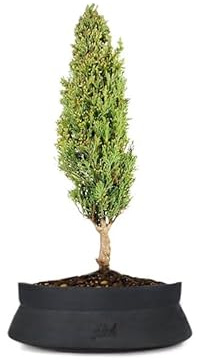 Cipresso Bonsai, Altezza 43 cm, Pianta Vera, Pianta da Interno, Vaso Artigianale in Terracotta - Nero Space