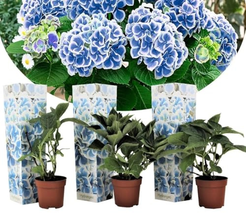 3 växter i en uppsättning hortensia Bicolor Bavaria (Hydrangea macrophylla) – blå/vit – ballhortensia och trädgårdshortensia för säng och kruka, vinterhård, lättvårdad, rik blommande