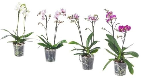 Orquídeas Mix Color | Pack 4 Plantas | DECOALIVE | Flores de Interior | Phalaenopsis Naturales