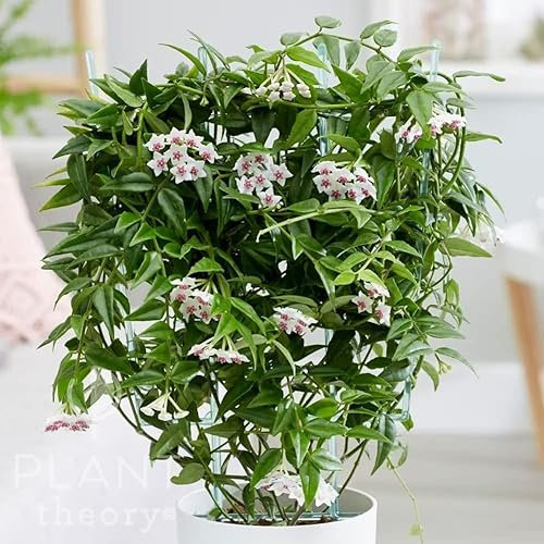 Plant Theory 45cm Hoya Lanceolata Bella Beautiful Wax Plant Wax Flower Indoor Plant 12cm Pot
