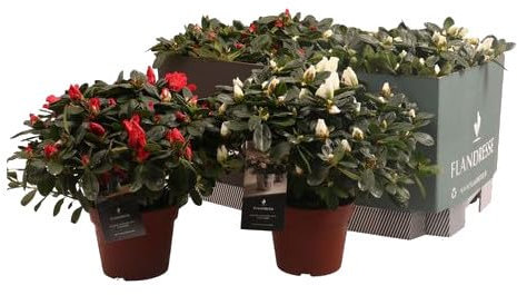 Azalea Natural - 6 Unidades -Plantas para el Exterior del Hogar