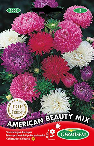 Germisem Graines Reine-marguerite Beauté d'Amérique AMERICAN BEAUTY MIX