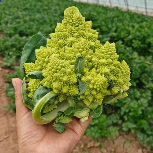 Semillas de coliflor balcón de invernadero exótico resistentes jardines rocas jardín resistentes en sostenibles semillas 250semillas