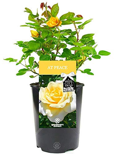 GardenersDream at Peace Rose Plant in Pot - Beautiful Potted Live Flowering Shurb - Memorial and Remembrance Gifts with Personalised Message - Easy to Care for Yellow Rose Plant (incl. 17 cm Pot)