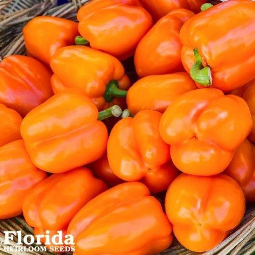 ORANGE KING POIVRON 75+ Heirloom Semences Potagères Grand épais Skinned