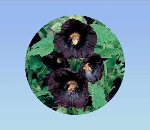 200 graines de Rose Tremiere - noire - Alcea rosea - vivace - fleurs simple - nigra