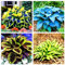 Bulbi di Hosta: piante a crescita rapida e di facile manutenzione, ideali per bordure e aiuole-15bulbi-A