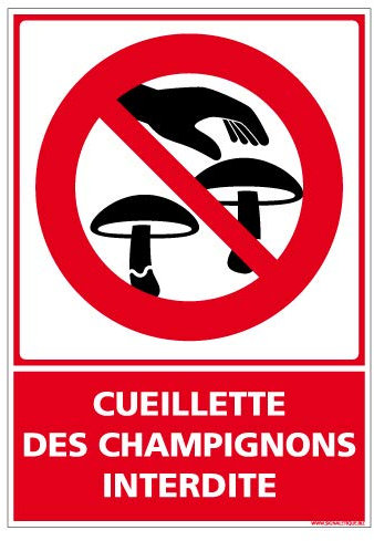 Panneau Cueillette des Champignons Interdite - Protection anti-UV - Dimensions 210x300 mm - Plastique rigide PVC 1,5 mm