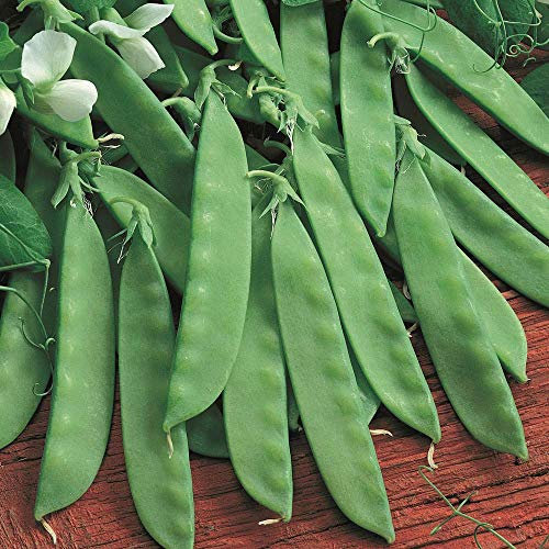 Bolly Bulbs® - Mangetout/Snow Pea Seeds 'Oregon Sugar Pod' (35 Seeds)