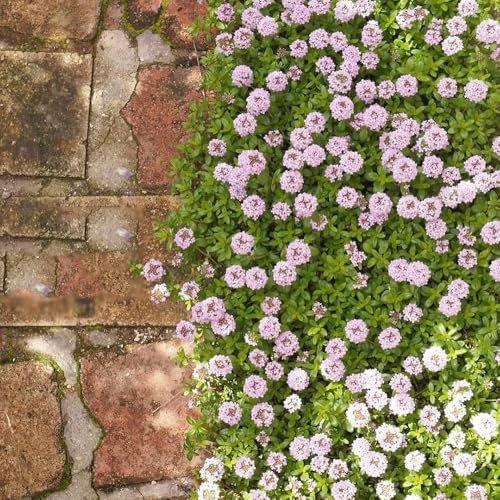 800 pcs Thymian Samen Bio, pflanzen für garten bodendecker samen Kriechender Thymian Samen - Heilkräuter Wiesensaatgut, Bio Saatgut Kräutergarten Küche Bienenfreundliche Blumensamen