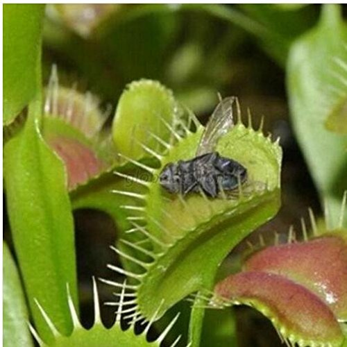 New Fresh 30pcs Green Venus Fly Trap Plant Seeds Generic