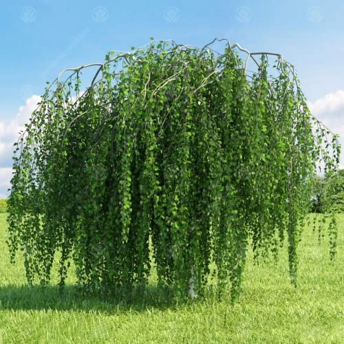 GardenersDream Betula pendula Youngii Plant - Young's Weeping Birch Tree - Outdoor Garden Ready Hardy Shrub - Outdoor Plant for Garden, Patio, and Backyard (5-6ft incl. 12L Pot)