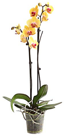 Dehner Schmetterlingsorchidee, zweitriebig, gelbe Blüten, ca. 50-60 cm, Ø Topf 12 cm, Zimmerpflanze