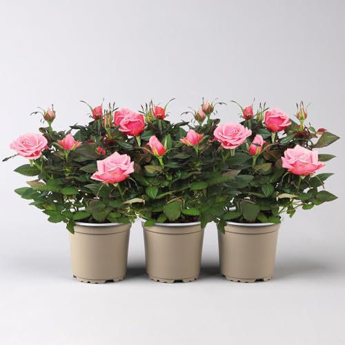 Rose 'Firebird Kordana® Grande', gelb-orange, Topf-Ø 10,5 cm, 3 Pflanzen