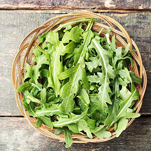 rucolasamen - rucola winterharte kübelpflanzen nachhaltige geschenke exotische kletterpflanzen bonsai pflanzensamen steingartenpflanzen winterhart exotische bio grünpflanzen 700samen