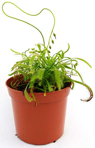 POWERS TO FLOWERS - DROSERA CAPENSIS, VASO 10CM DIAMETRO, pianta vera