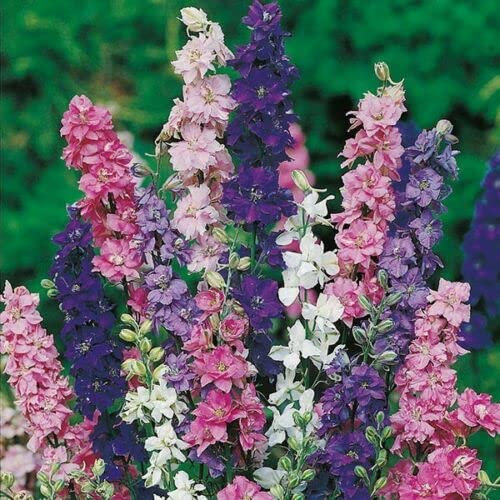 800 Mix Delphinium Larkspur Imperial Seeds.